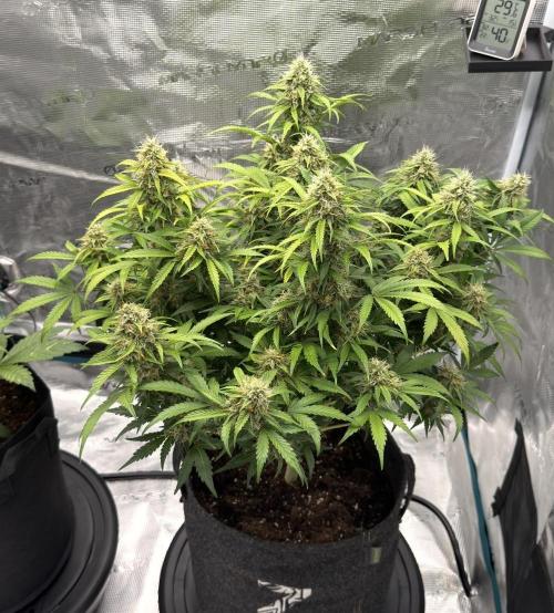 🍋 Haze Barney's Farm. Week 11
