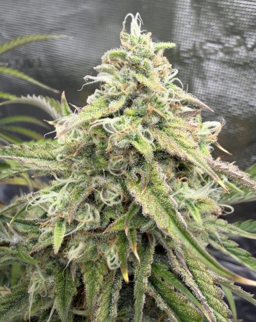 🍋 Haze Barney's Farm. Week 11