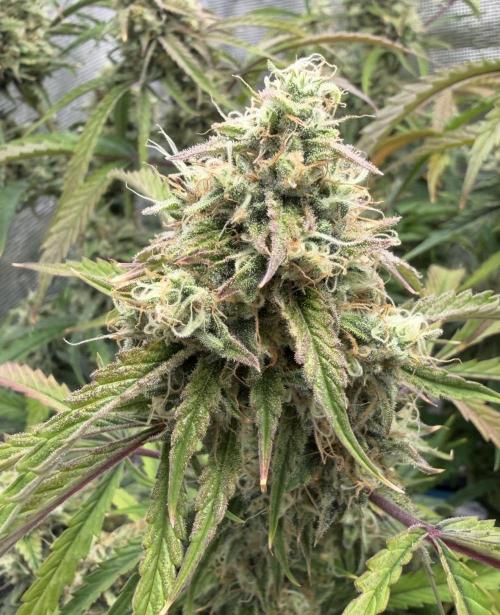 🍋 Haze Barney's Farm. Week 11