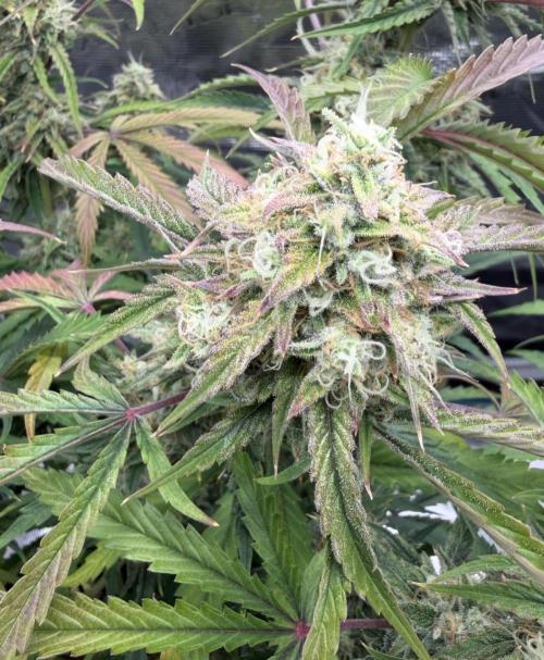 🍋 Haze Barney's Farm. Week 11