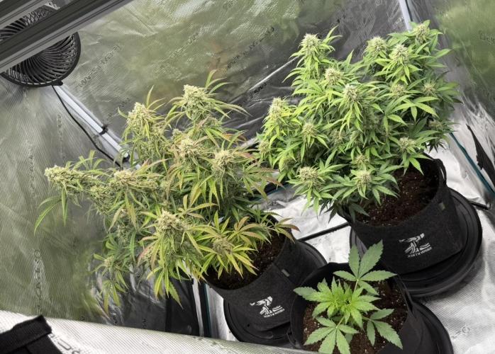 🍋 Haze Barney's Farm. Week 11