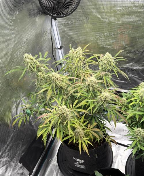 🍋 Haze Barney's Farm. Week 11