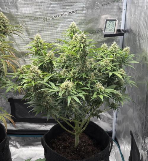 🍋 Haze Barney's Farm. Week 11