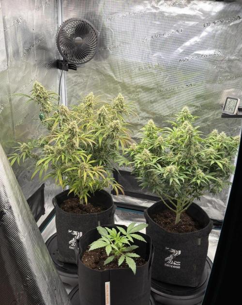 🍋 Haze Barney's Farm. Week 11