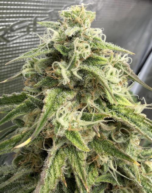 🍋 Haze Barney's Farm. Week 11