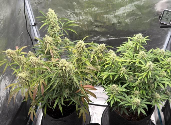 🍋 Haze Barney's Farm. Week 11