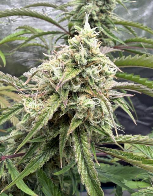 🍋 Haze Barney's Farm. Week 11
