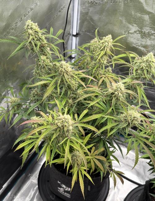 🍋 Haze Barney's Farm. Week 11