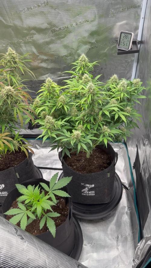 🍋 Haze Barney's Farm