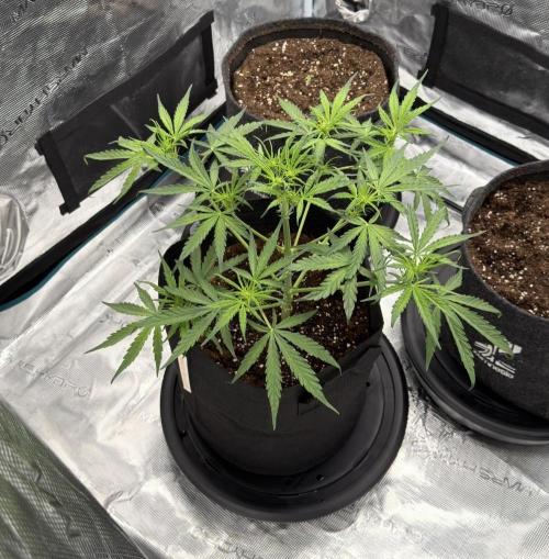Runtz🍬 ZA Seed's. Week 4