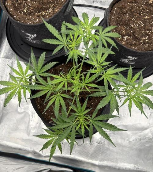 Runtz🍬 ZA Seed's. Week 4