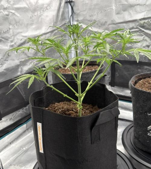 Runtz🍬 ZA Seed's. Week 4