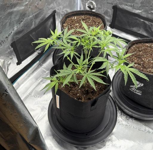 Runtz🍬 ZA Seed's. Week 4