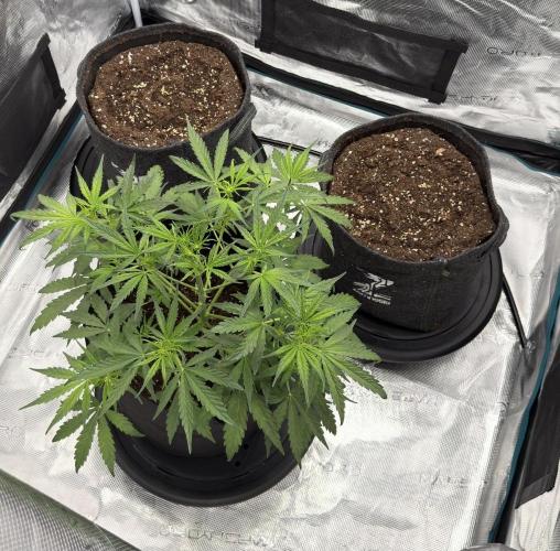 Runtz🍬 ZA Seed's. Week 4