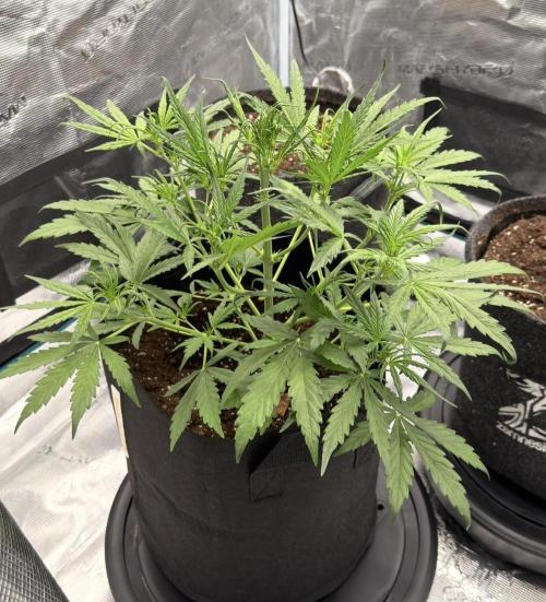 Runtz🍬 ZA Seed's. Week 4