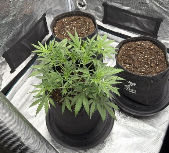 Runtz🍬 ZA Seed's. Week 4