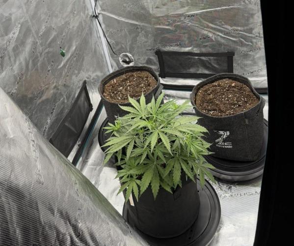 Runtz🍬 ZA Seed's. Week 4