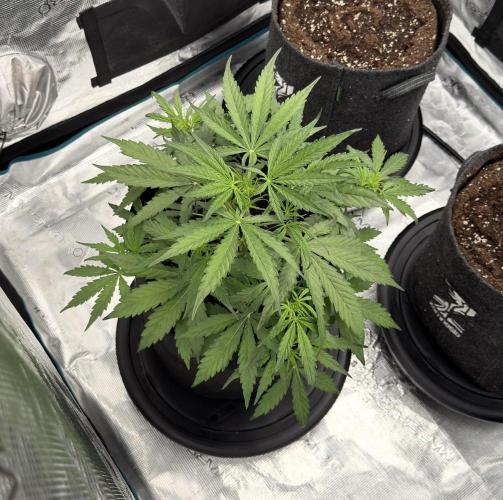 Runtz🍬 ZA Seed's. Week 4