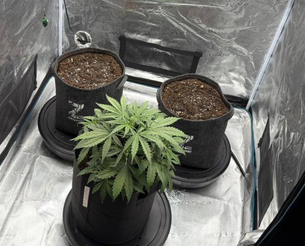 Runtz🍬 ZA Seed's. Week 4