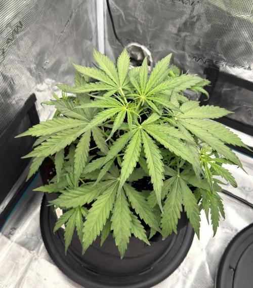 Runtz🍬 ZA Seed's. Week 4