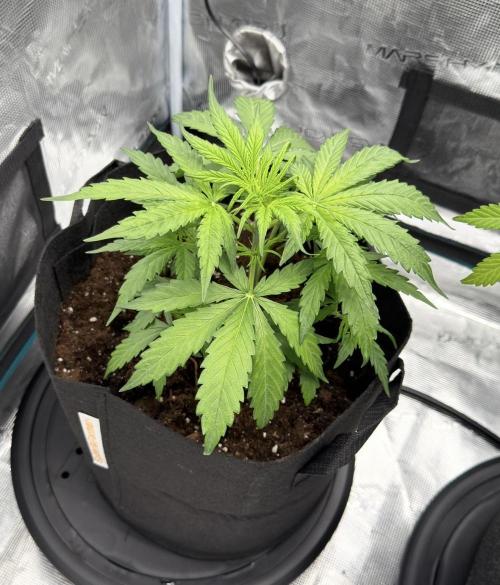 Runtz🍬 ZA Seed's. Week 4