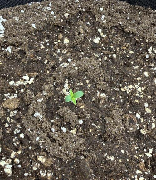 Mimosa x 🍊 👊🏻  Barney's Farm. Week 0