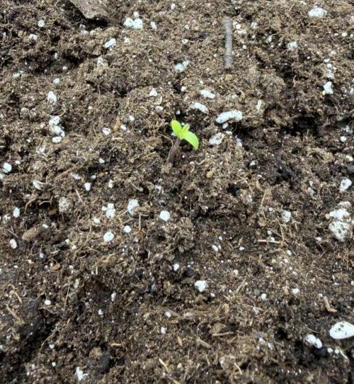 Mimosa x 🍊 👊🏻  Barney's Farm. Week 0