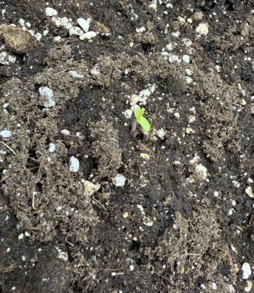 Mimosa x 🍊 👊🏻  Barney's Farm. Week 0