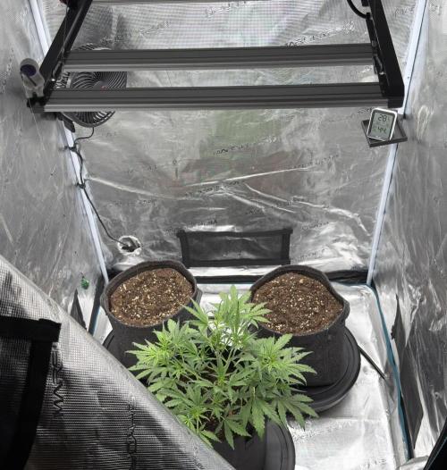 Mimosa x 🍊 👊🏻  Barney's Farm. Week 0
