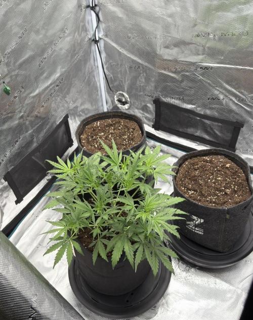 Mimosa x 🍊 👊🏻  Barney's Farm. Week 0