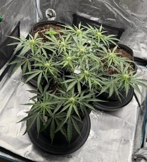 Runtz🍬 ZA Seed's. Week 5