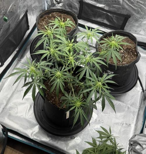 Runtz🍬 ZA Seed's. Week 5