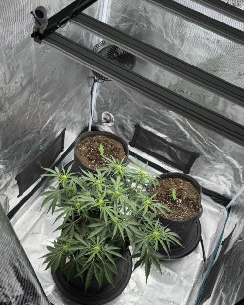Runtz🍬 ZA Seed's. Week 5
