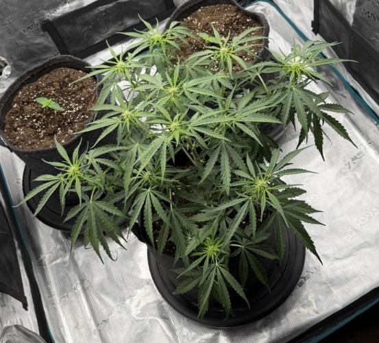 Runtz🍬 ZA Seed's. Week 5