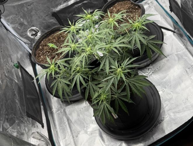 Runtz🍬 ZA Seed's. Week 5
