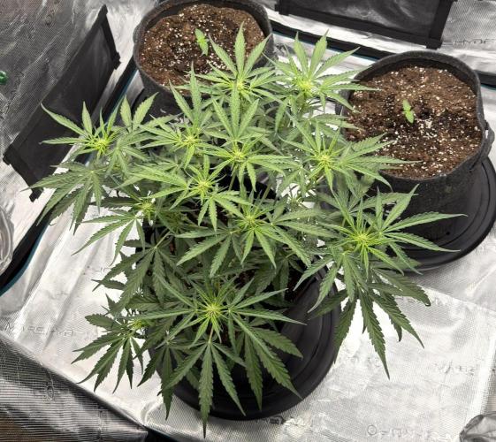 Runtz🍬 ZA Seed's. Week 5