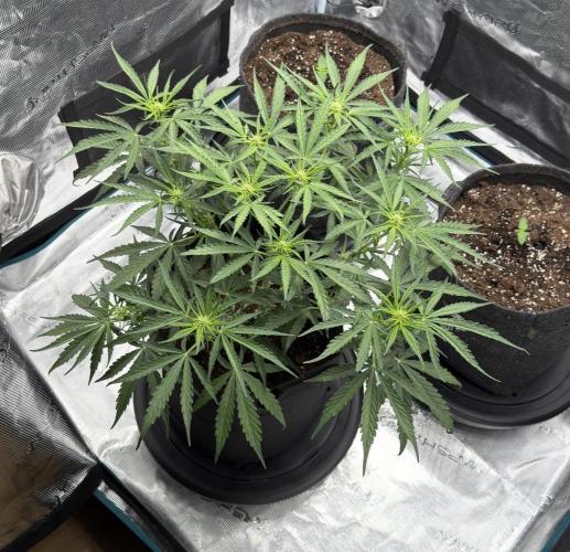 Runtz🍬 ZA Seed's. Week 5
