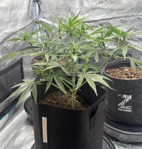 Runtz🍬 ZA Seed's. Week 5