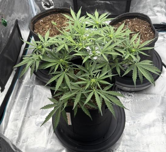 Runtz🍬 ZA Seed's. Week 5