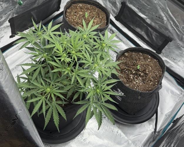 Runtz🍬 ZA Seed's. Week 5
