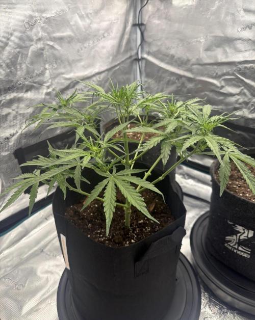 Runtz🍬 ZA Seed's. Week 5