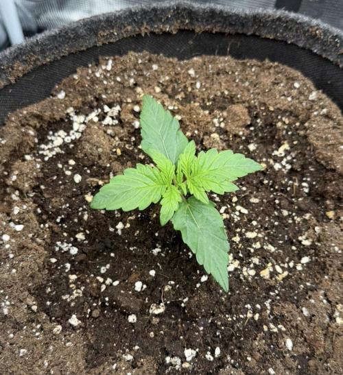 Mimosa x 🍊 👊🏻  Barney's Farm. Week 1