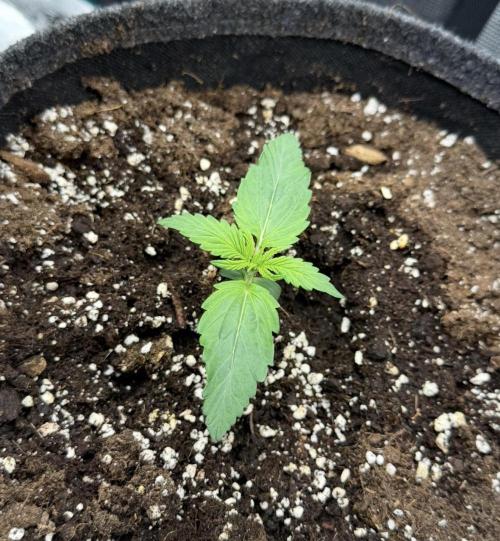 Mimosa x 🍊 👊🏻  Barney's Farm. Week 1