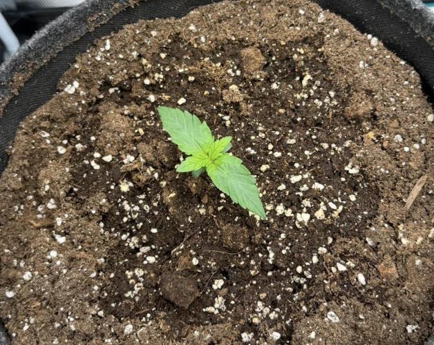 Mimosa x 🍊 👊🏻  Barney's Farm. Week 1