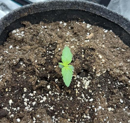 Mimosa x 🍊 👊🏻  Barney's Farm. Week 1
