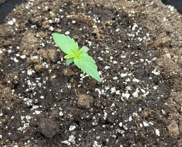 Mimosa x 🍊 👊🏻  Barney's Farm. Week 1