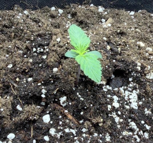 Mimosa x 🍊 👊🏻  Barney's Farm. Week 1