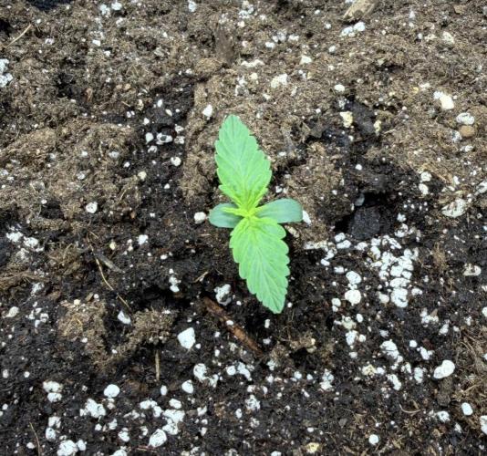 Mimosa x 🍊 👊🏻  Barney's Farm. Week 1