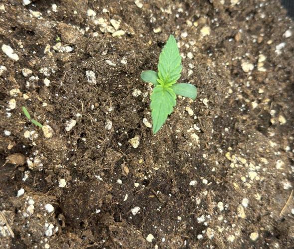 Mimosa x 🍊 👊🏻  Barney's Farm. Week 1