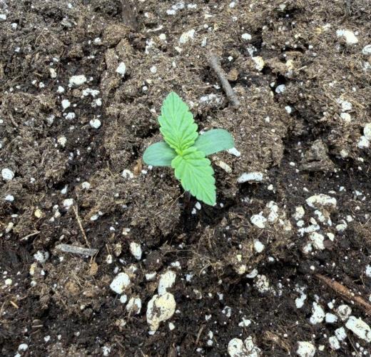 Mimosa x 🍊 👊🏻  Barney's Farm. Week 1